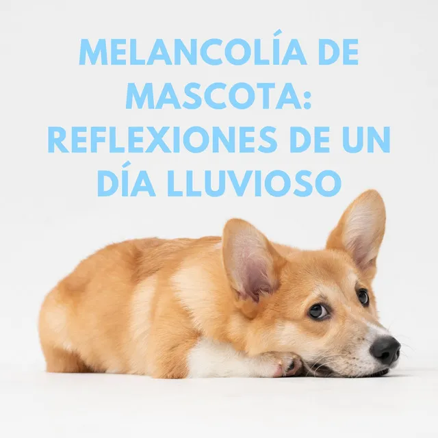 Serenidad Del Día Lluvioso Para Mascotas