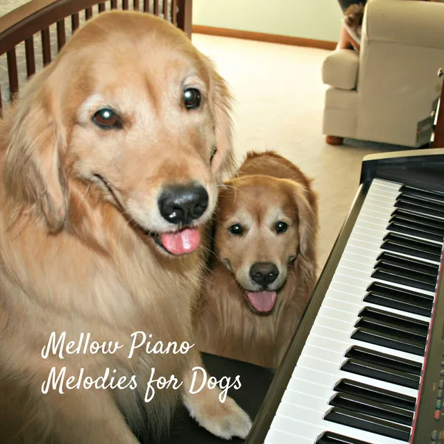 Mellow Piano Melodies for Dogs