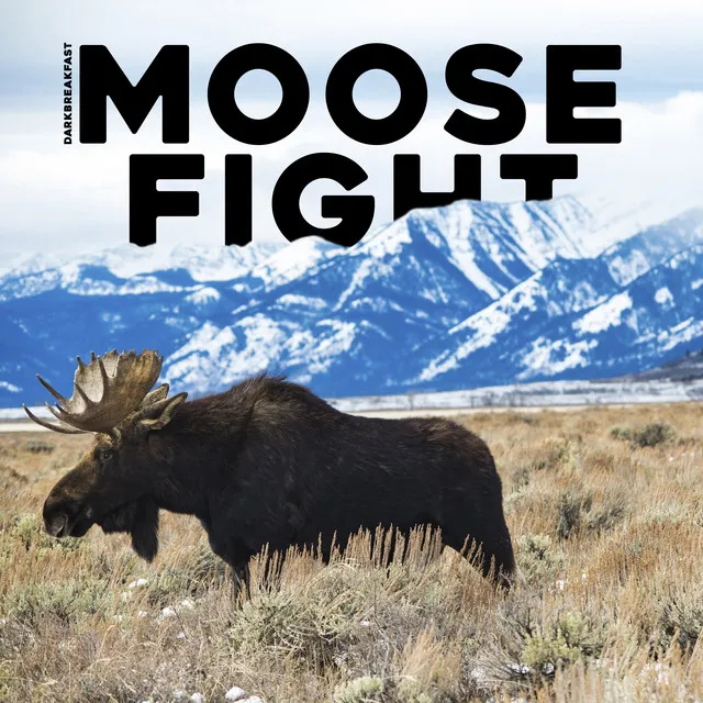 Moose Fight