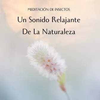 Meditación De Insectos: Un Sonido Relajante De La Naturaleza by Mundo de Meditación Mindfulness