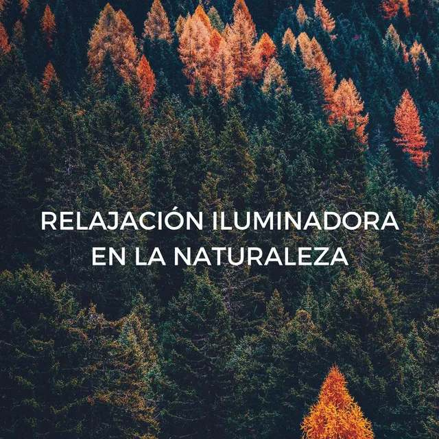 Relajación Iluminadora En La Naturaleza