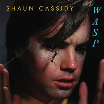 Wasp by Shaun Cassidy