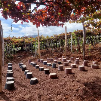 Floresta Portuguesa by Jorge Queijo