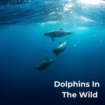 Dolphins In The Wild by Whales Sample