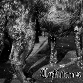 Catioros by Meninsk