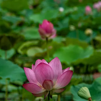 Lotus Blossom by Meditation Room