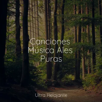 Canciones Música Ales Puras by Piano Relajante