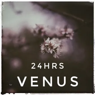 24 Hrs by Venus