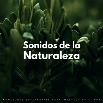 Sonidos De La Naturaleza: Canciones Susurrantes Para Insectos En El Spa by Música de SPA Ultimate