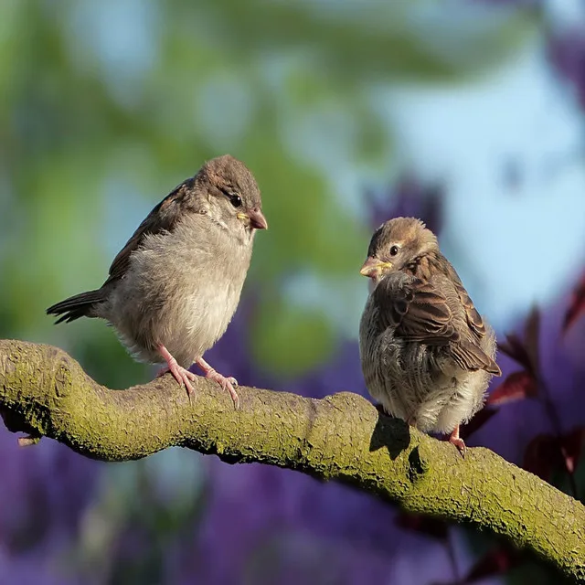 10 Minuten beruhigende Naturgeräusche