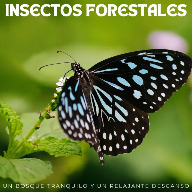 Insectos Forestales: Un Bosque Tranquilo Y Un Relajante Descanso