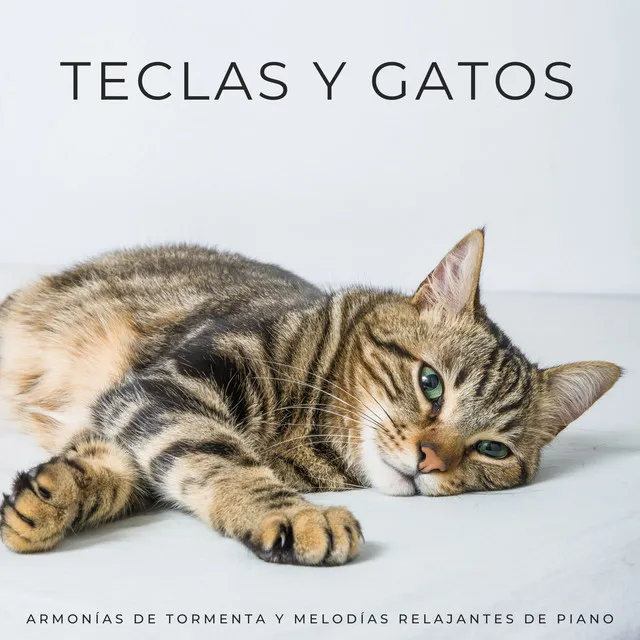 Teclas Y Gatos: Armonías De Tormenta Y Melodías Relajantes De Piano