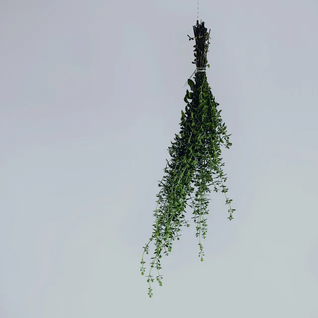 Oregano