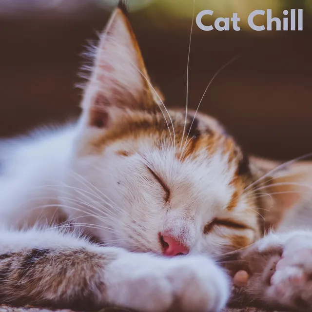 Cat Chill (Loopable, No Fade)