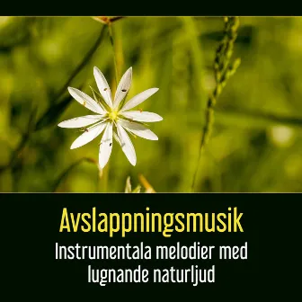 Avslappningsmusik (Instrumentala melodier med lugnande naturljud för problem med stress och sömn, Regn, Skog, Hav och eld) by Unknown Artist