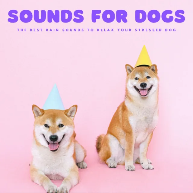 Sounds For Dogs: The Best Rain Sounds To Relax Your Stressed Dog