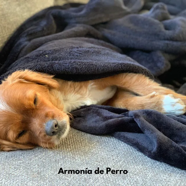 Armonía de Perro