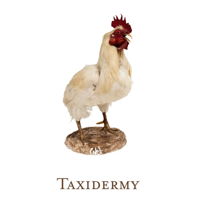 Taxidermy