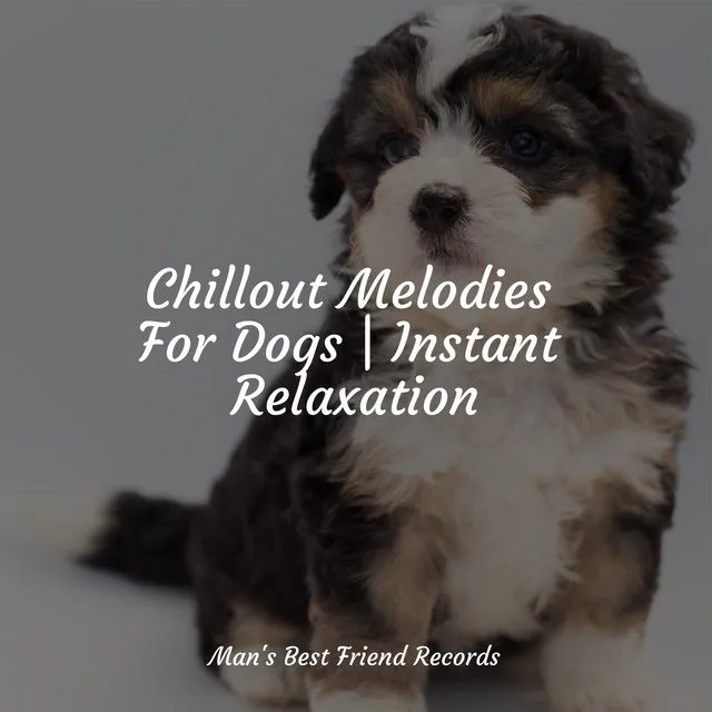 Chillout Melodies For Dogs | Instant Relaxation