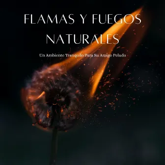 Flamas Y Fuegos Naturales: Un Ambiente Tranquilo Para Su Amigo Peludo by Sonidos de fuego de llamas celestiales