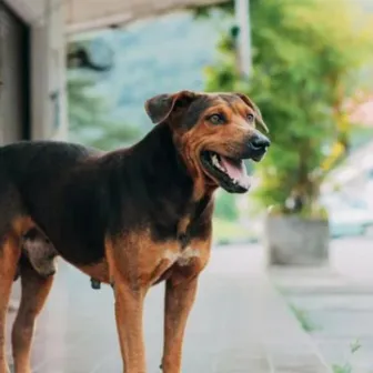 hoje só bebo se o cachorro fala osvaldo by Mc 7sintonia