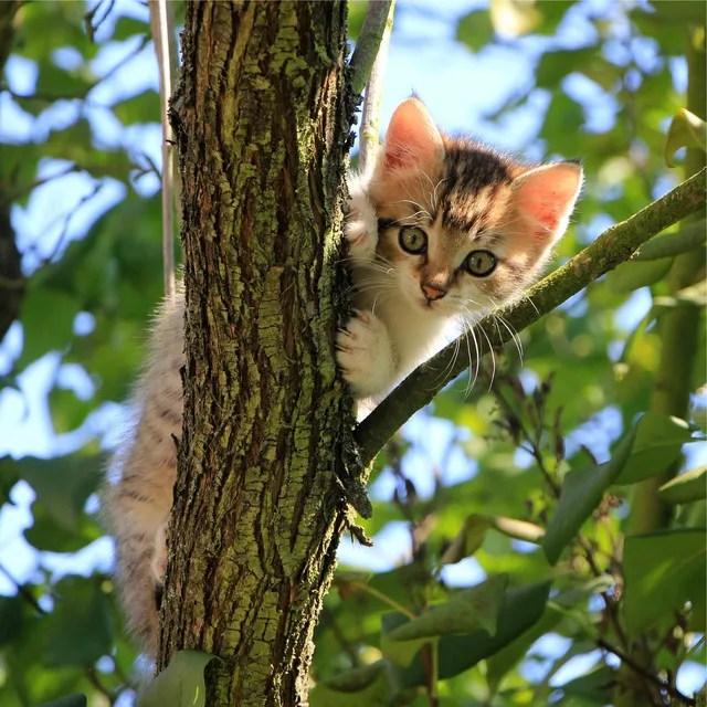 Music for Resting Cats