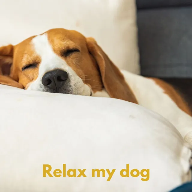 Dog Relax