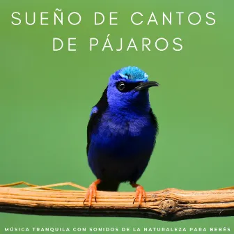 Sueño De Cantos De Pájaros: Música Tranquila Con Sonidos De La Naturaleza Para Bebés by Sonidos de pájaros suecos