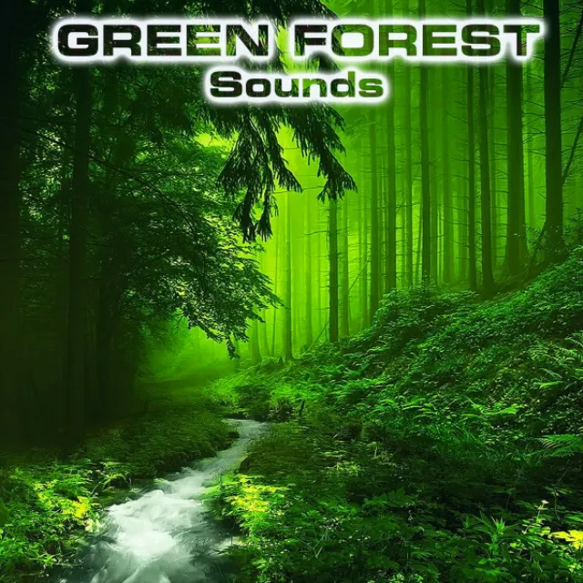 Forest Sleep Rain Sound