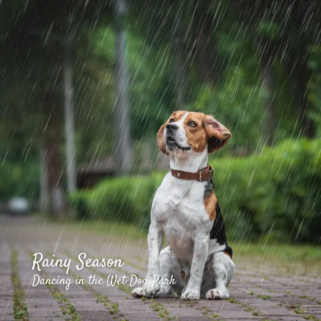 Rainy Season: Dancing in the Wet Dog Park