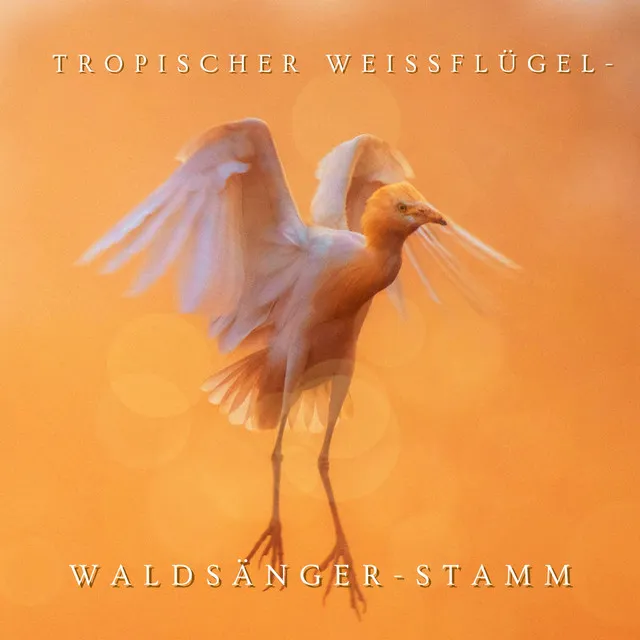 Tropischer Weißflügel-Waldsänger-Stamm, Pt. 11