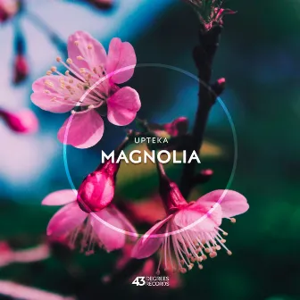 Magnolia by Upteka