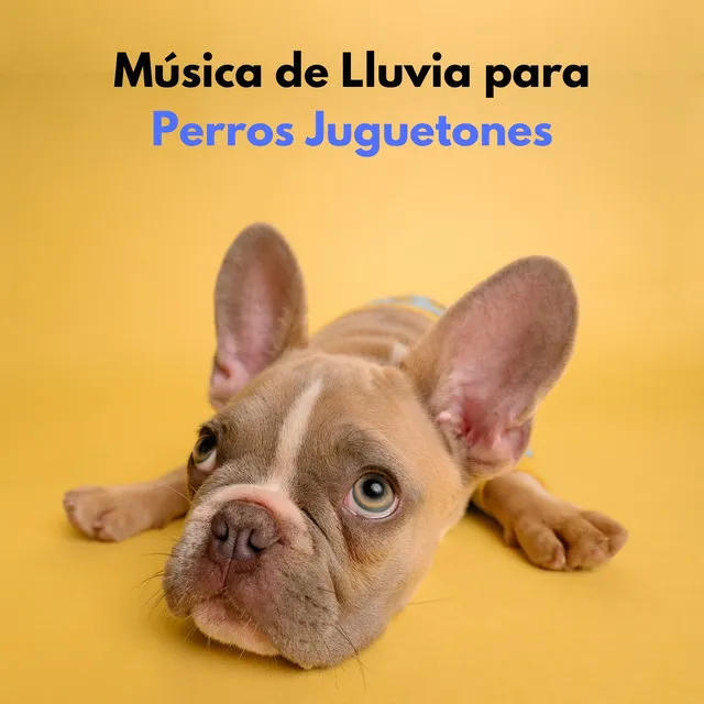 Sonido De Lluvia Perfecto Para Perros