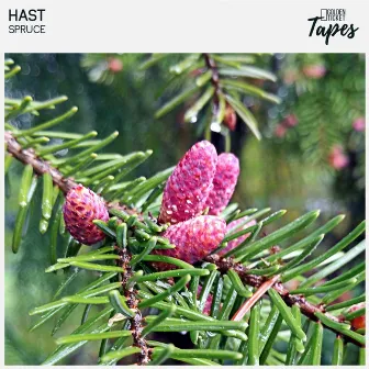 Spruce by Hast