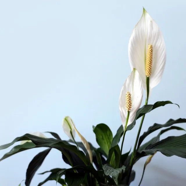 Peace Lily's