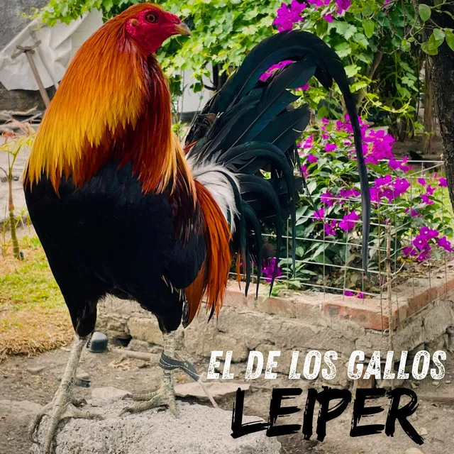 El De Los Gallos Leiper