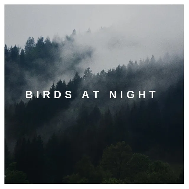 Birds at Night