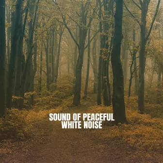 Sound of Peaceful White Noise by Rain