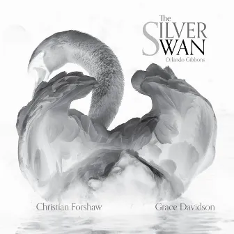 The Silver Swan by Christian Forshaw