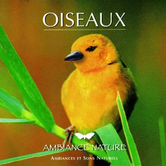 Ambiance Nature Oiseaux by Unknown Artist