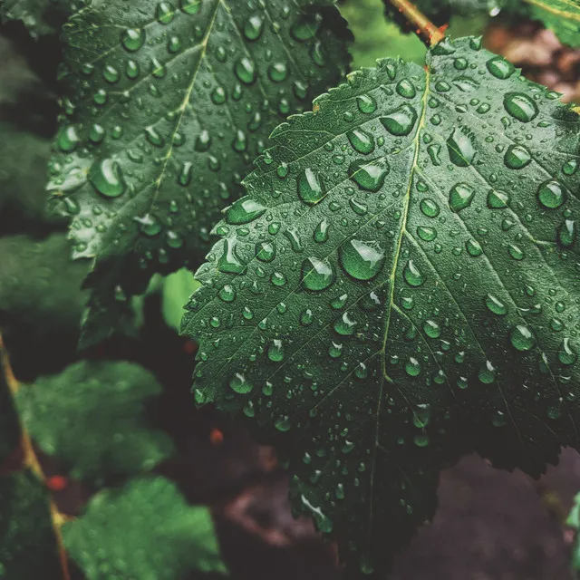 Yoga Rain Sounds