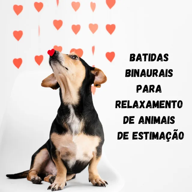 Música para cães!