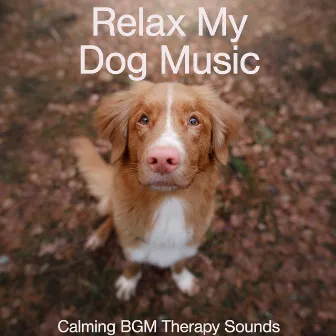 Relax My Dog Music: Calming BGM Therapy Sounds by Dog Music Therapy