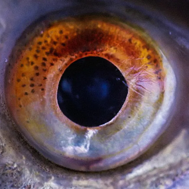 FISHY EYE