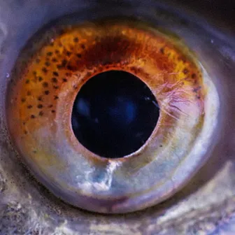 FISHY EYE by Terrell