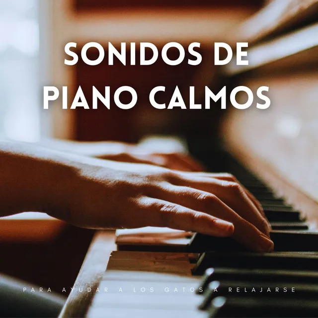 Teclas De Piano Para Las Siestas De Gatito