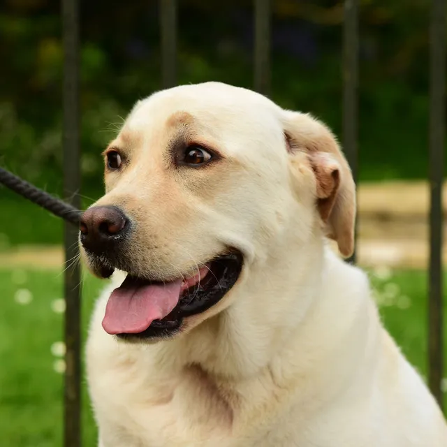 Dog Melody: Rainy Bliss and Binaural Serenity