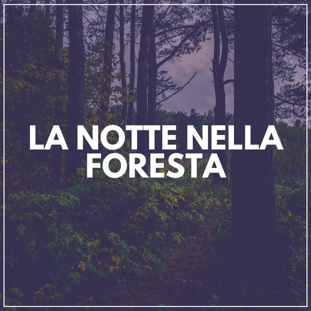 La Notte Nella Foresta