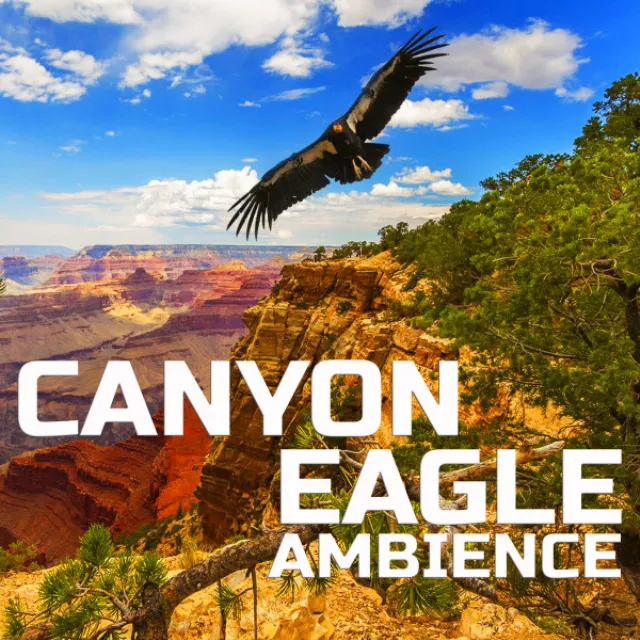 Canyon Eagle Ambience