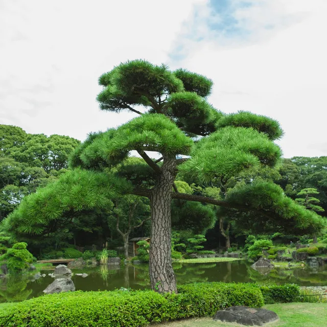 自然のリズム Shizen no Rizumu